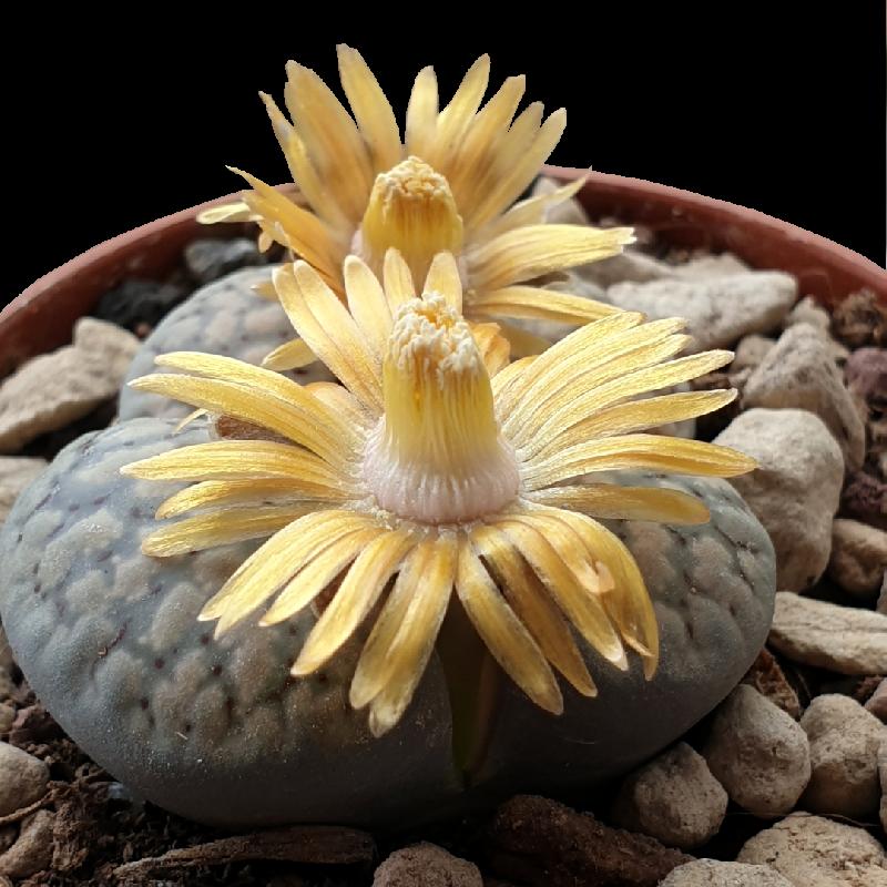 Lithops_verruculosa_C129_1.jpg